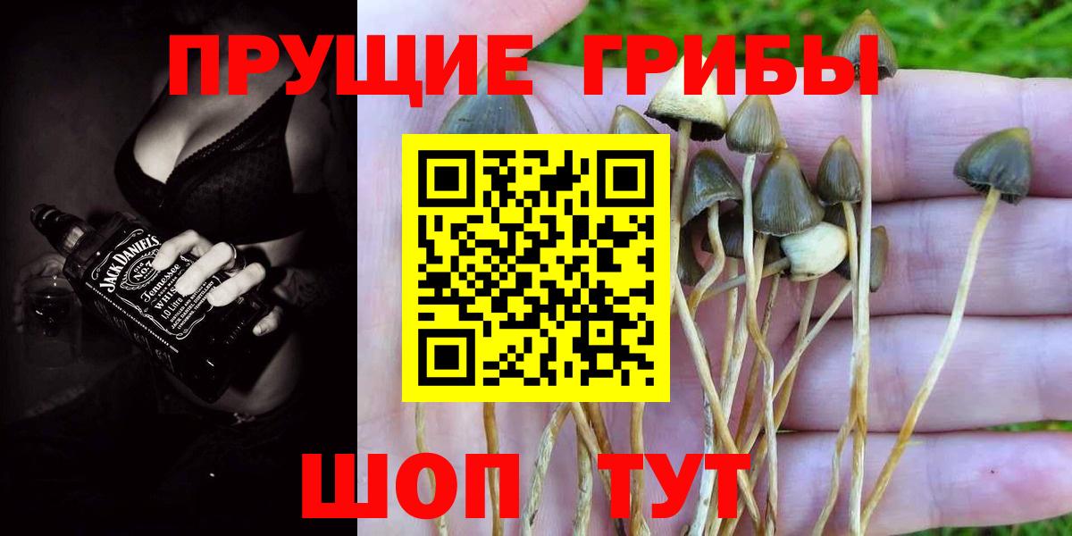 Псилоцибиновые грибы мицелий Полевской